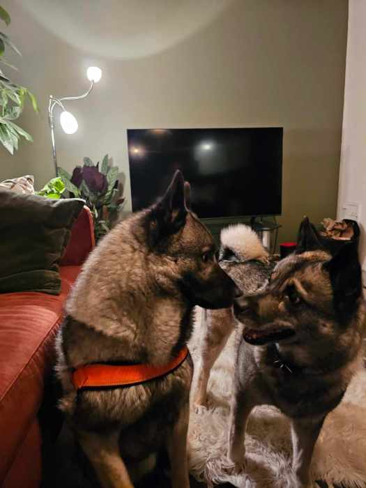 messenger_creation_41c49721-f84b-4af4-9850-18455bdd4f9b