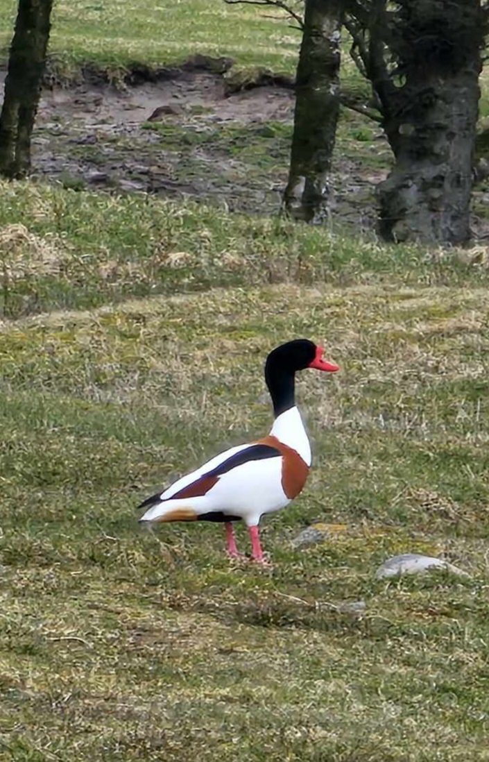 messenger_creation_1bdb880b-d4f5-481c-a949-805b8db5f0cb