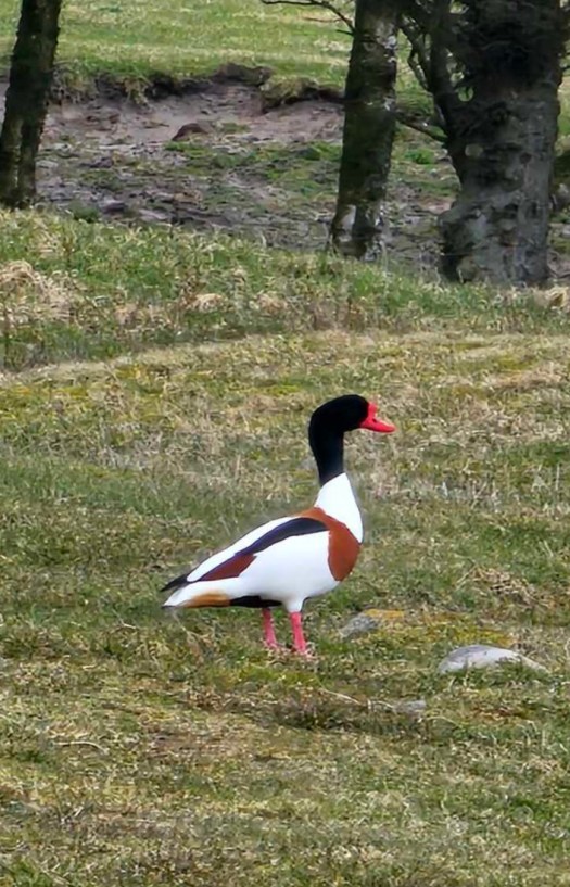 messenger_creation_1bdb880b-d4f5-481c-a949-805b8db5f0cb