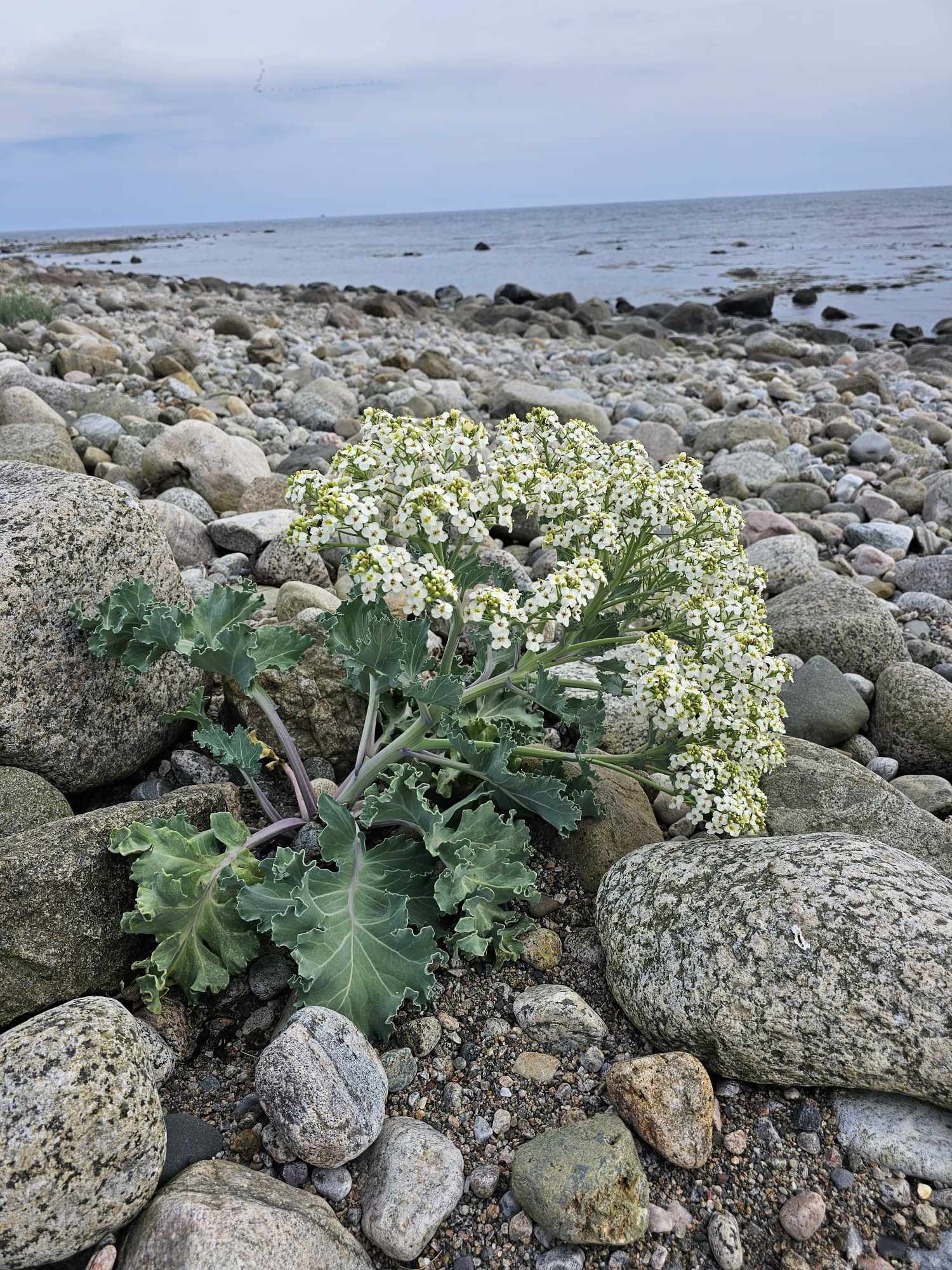 messenger_creation_9f7cff56-0ad9-4a78-9388-f25173d98fa7