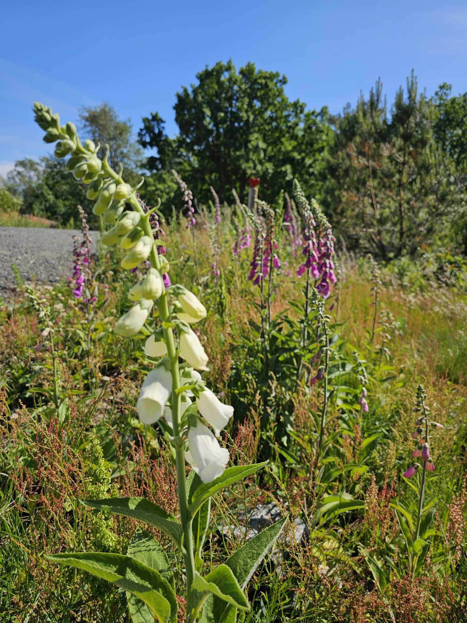 messenger_creation_9d4d0d0f-0414-446e-a14b-dcf2cc913a33-1